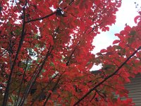 fall leaves (4)
