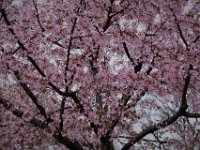Cherry Blossoms (15)