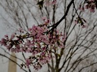 Cherry Blossoms (18)
