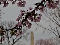 Cherry Blossoms (19)