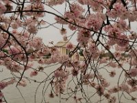 Cherry Blossoms (4)