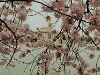 Cherry Blossoms (5)