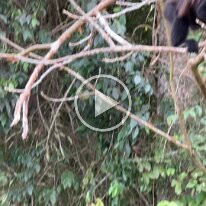 Panama Monkeys (3)