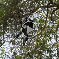 panama monkey tour (2)